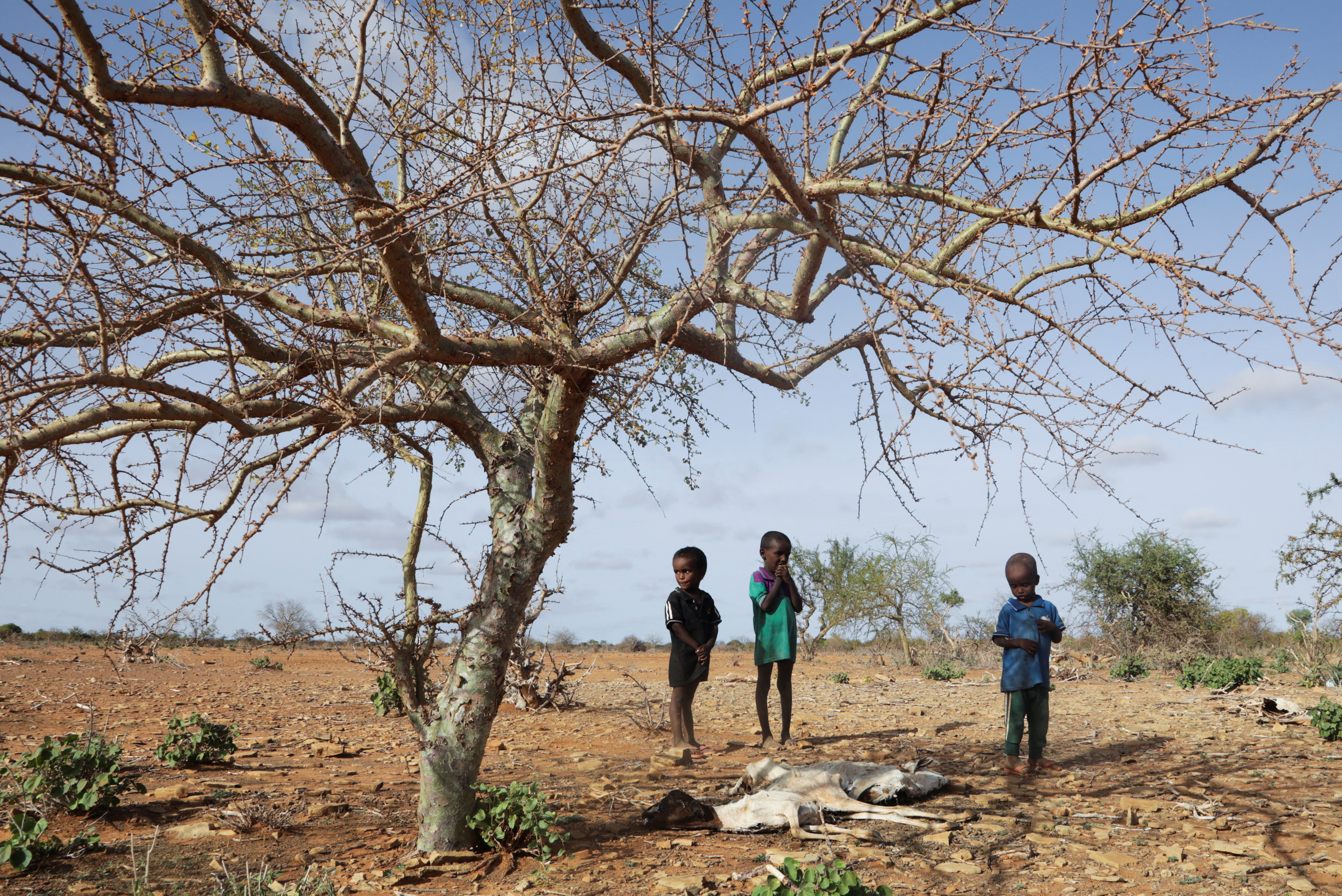 ACNUR solicita ayuda humanitaria para millones de personas afectadas por la  catastrófica sequía en el Cuerno de África | ACNUR